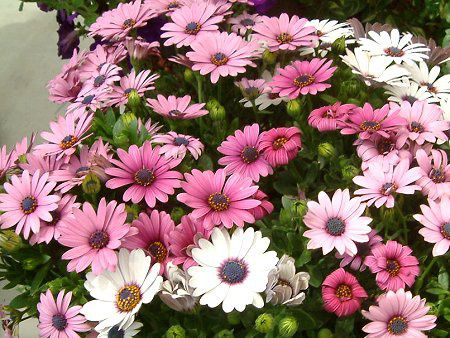 �I�X�e�I�X�y���}��(Osteospermum)