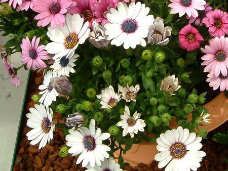 �I�X�e�I�X�y���}��(Osteospermum)