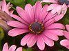 �I�X�e�I�X�y���}��(Osteospermum)