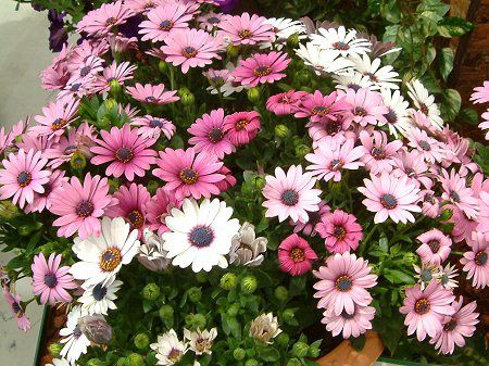 �I�X�e�I�X�y���}��(Osteospermum)