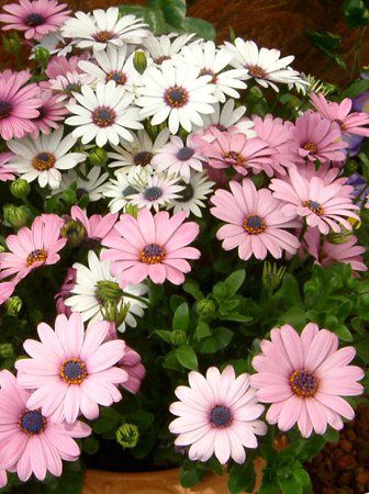 �I�X�e�I�X�y���}��(Osteospermum)
