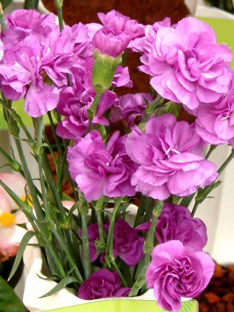 ���[���_�X�g�f�B�[�v�u���[(�X�v���[�^�C�v)