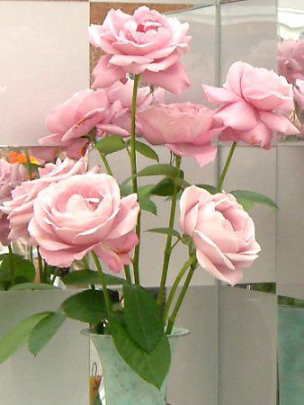 �o��(�K�N) '�V�������E�f���E�S-��'