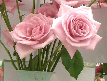 �o��(�K�N) '�}�_���E�޵�'