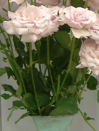 �o��(�K�N) '���g���E�V���o-'