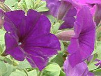 �l���ΉԔ�#88-�y�`���j�A(Petunia)