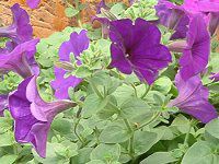 �l���ΉԔ�#88-�y�`���j�A(Petunia)