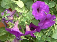 �l���ΉԔ�#88-�y�`���j�A(Petunia)