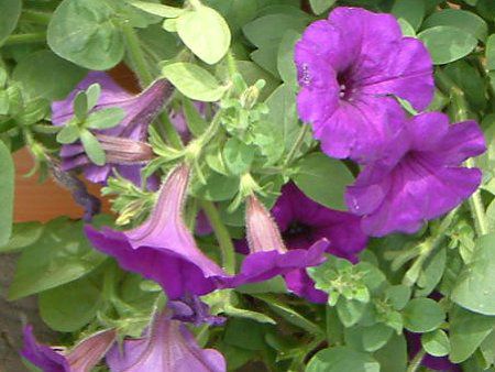 �y�`���j�A(Petunia)