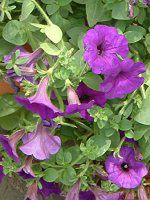 �l���ΉԔ�#88-�y�`���j�A(Petunia)