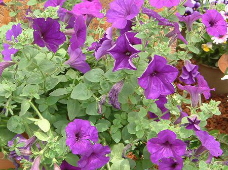�y�`���j�A(Petunia)