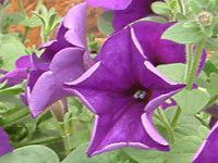 �l���ΉԔ�#88-�y�`���j�A(Petunia)
