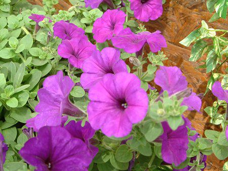 �y�`���j�A(Petunia)