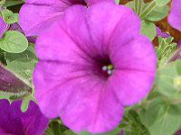 �l���ΉԔ�#88-�y�`���j�A(Petunia)