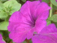 �l���ΉԔ�#88-�y�`���j�A(Petunia)