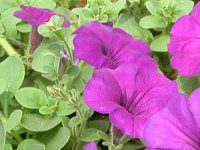 �l���ΉԔ�#88-�y�`���j�A(Petunia)