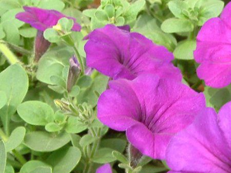 �y�`���j�A(Petunia)