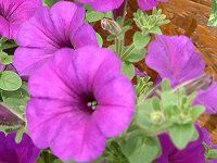 �l���ΉԔ�#88-�y�`���j�A(Petunia)