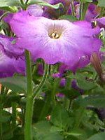 �l���ΉԔ�#88-�y�`���j�A(Petunia)