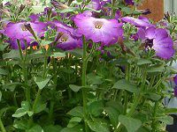 �l���ΉԔ�#88-�y�`���j�A(Petunia)