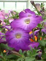 �l���ΉԔ�#88-�y�`���j�A(Petunia)