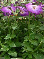 �l���ΉԔ�#88-�y�`���j�A(Petunia)