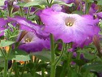 �l���ΉԔ�#88-�y�`���j�A(Petunia)