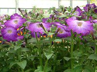 �l���ΉԔ�#88-�y�`���j�A(Petunia)