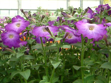 �y�`���j�A(Petunia)
