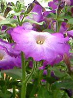 �l���ΉԔ�#88-�y�`���j�A(Petunia)
