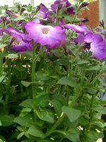 �l���ΉԔ�#88-�y�`���j�A(Petunia)
