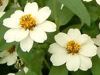 �W�j�A�E�v���t���[�W����(Zinnia Profusion) 98
