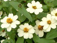 �W�j�A�E�v���t���[�W����(Zinnia Profusion) 99