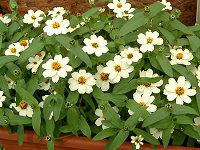 �W�j�A�E�v���t���[�W����(Zinnia Profusion) 00