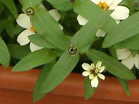 �W�j�A�E�v���t���[�W����(Zinnia Profusion) 62