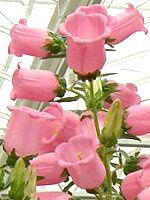 �J���p�j����(Campanula)