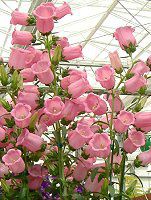�J���p�j����(Campanula)