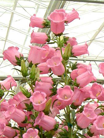 �J���p�j�����E���f�B�E���iCampanula medium�j'�`�����s�I���s���N'