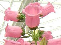 �J���p�j����(Campanula)