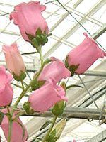 �J���p�j����(Campanula)