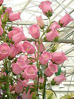 �J���p�j����(Campanula)