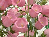 �J���p�j����(Campanula)