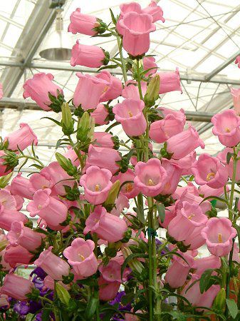 �J���p�j�����E���f�B�E��(Campanula medium)'�`�����s�I���s���N'