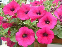 �l���ΉԔ�#88-�y�`���j�A(Petunia)