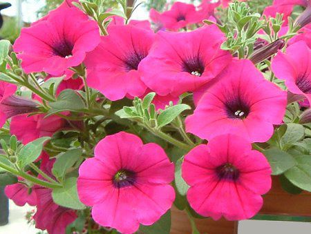�y�`���j�A(Petunia)