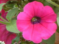 �y�`���j�A(Petunia)