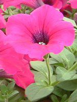 �l���ΉԔ�#88-�y�`���j�A(Petunia)