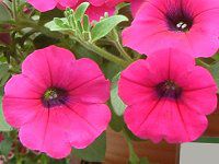 �l���ΉԔ�#88-�y�`���j�A(Petunia)