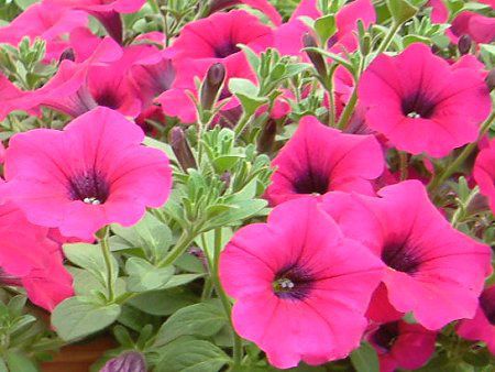 �y�`���j�A(Petunia)