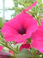 �l���ΉԔ�#88-�y�`���j�A(Petunia)